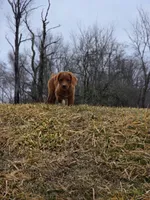Rustler, a male Labradoodle for sale in Chelsea, MI – Photo 2 of 7