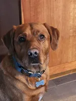 Rustler, a male Labradoodle for sale in Chelsea, MI – Photo 5 of 7