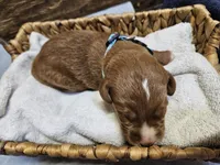 Aspen, a female Labradoodle for sale in Chelsea, MI – 3 of 5