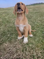 Lee, a male Labradoodle for sale in Chelsea, MI – Photo 2 of 8