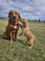 Lee, a male Labradoodle for sale in Chelsea, MI – Photo 4 of 8