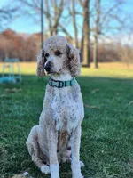 Lee, a male Labradoodle for sale in Chelsea, MI – Photo 6 of 8