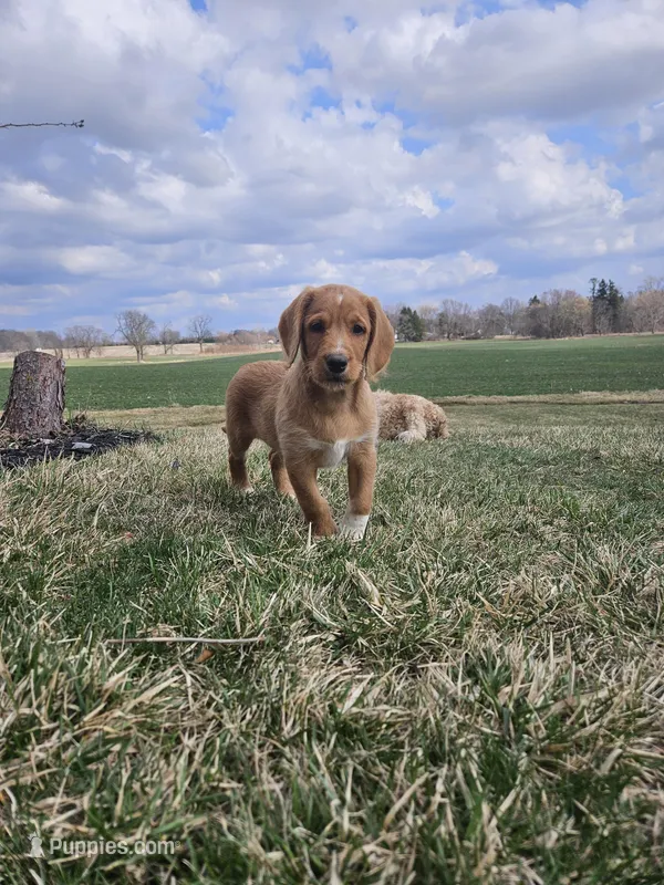 Lee – Labradoodle puppy for sale in Chelsea, MI