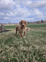 Lee, a male Labradoodle for sale in Chelsea, MI – Photo 1 of 8
