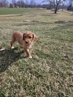 Lee, a male Labradoodle for sale in Chelsea, MI – Photo 5 of 8