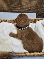 Bandit, a male Labradoodle for sale in Chelsea, MI – 5 of 7