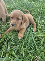 Scout, a male Labradoodle for sale in Chelsea, MI – 4 of 9