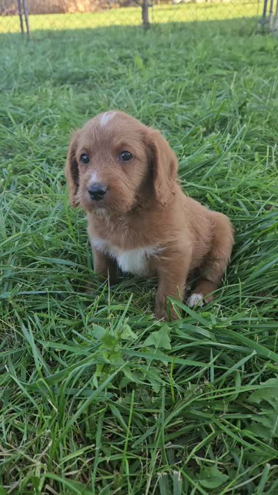 Nevada, a female Labradoodle for sale in Chelsea, MI – 10 of 10