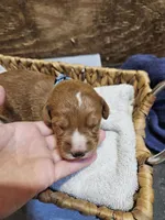 Aspen, a female Labradoodle for sale in Chelsea, MI – 4 of 5