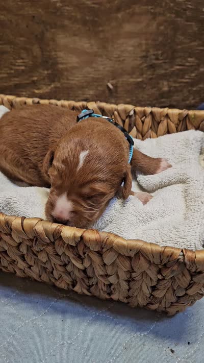 Aspen, a female Labradoodle for sale in Chelsea, MI – 5 of 5