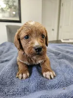 Nevada, a female Labradoodle for sale in Chelsea, MI – 5 of 10