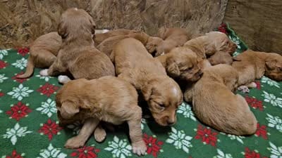 Future, a  Labradoodle for sale in Chelsea, MI – 7 of 7