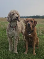 Future, a  Labradoodle for sale in Chelsea, MI – 3 of 7