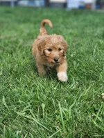 Future, a  Labradoodle for sale in Chelsea, MI – 4 of 6