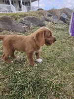 Mudd, a male Labradoodle for sale in Chelsea, MI – Photo 2 of 8