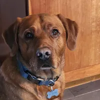 Mudd, a male Labradoodle for sale in Chelsea, MI – Photo 6 of 8
