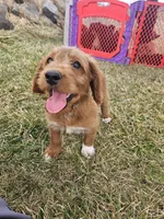 Mudd, a male Labradoodle for sale in Chelsea, MI – Photo 4 of 8