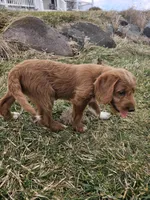 Mudd, a male Labradoodle for sale in Chelsea, MI – Photo 3 of 8