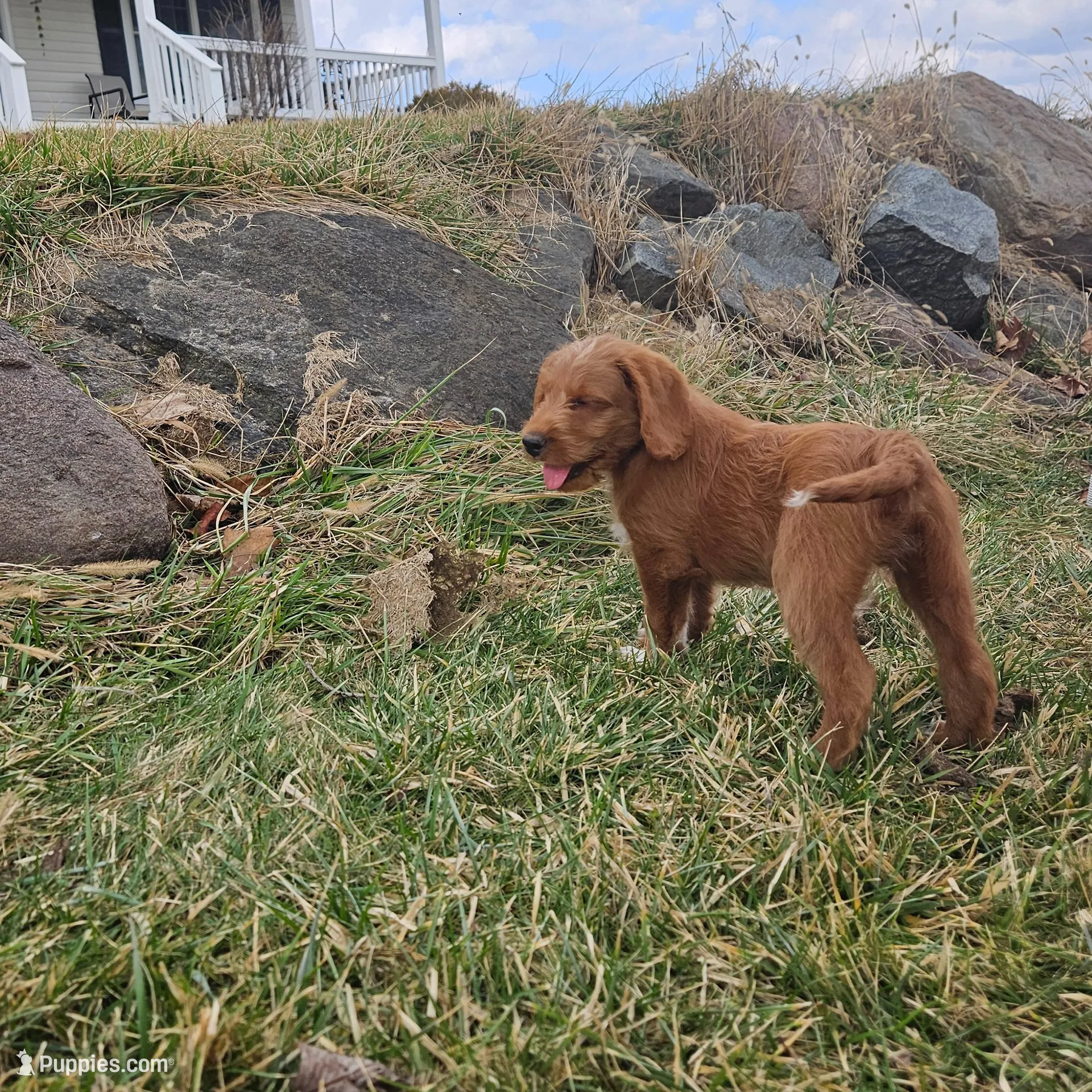 Mudd, a male Labradoodle for sale in Chelsea, MI – Photo 5 of 8