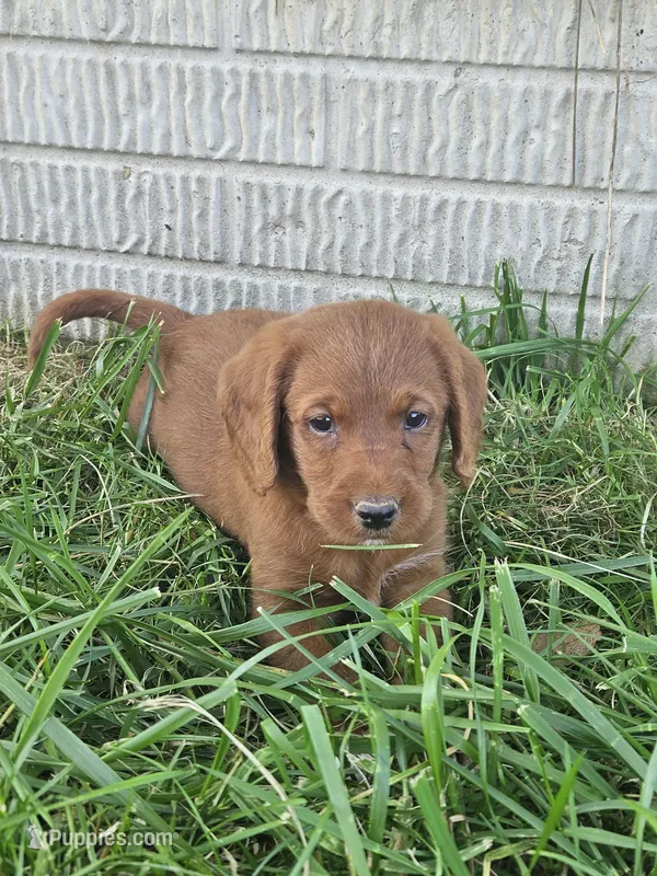 Bandit – Labradoodle puppy for sale in Chelsea, MI