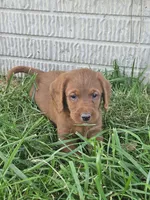 Bandit, a male Labradoodle for sale in Chelsea, MI – 1 of 10