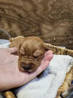 Ranger, a male Labradoodle for sale in Chelsea, MI – 2 of 6
