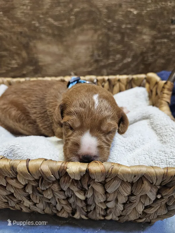 Aspen – Labradoodle puppy for sale in Chelsea, MI