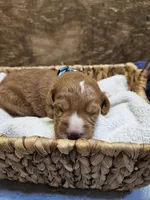 Aspen, a female Labradoodle for sale in Chelsea, MI – 1 of 5