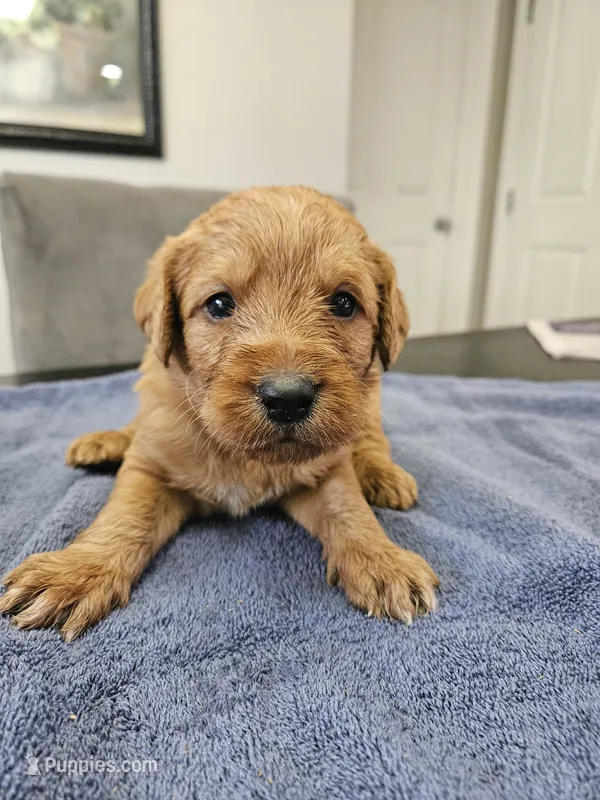Ranger – Labradoodle puppy for sale in Chelsea, MI