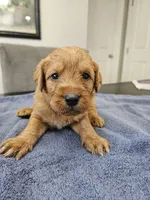 Ranger, a male Labradoodle for sale in Chelsea, MI – 5 of 9