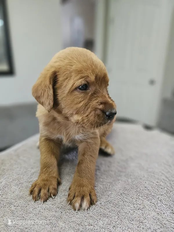 Scout – Labradoodle puppy for sale in Chelsea, MI