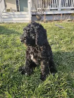 Rolo, a male Labradoodle for sale in Chelsea, MI – Photo 3 of 7