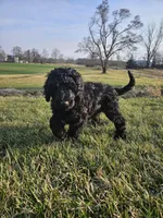 Rolo, a male Labradoodle for sale in Chelsea, MI – Photo 4 of 7