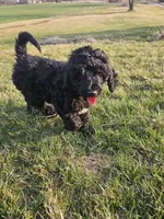 Rolo, a male Labradoodle for sale in Chelsea, MI – Photo 6 of 7