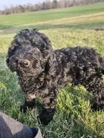 Rolo, a male Labradoodle for sale in Chelsea, MI – Photo 2 of 7