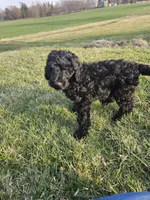 Rolo, a male Labradoodle for sale in Chelsea, MI – Photo 5 of 7
