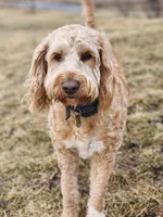 Rolo, a male Labradoodle for sale in Chelsea, MI – Photo 7 of 7