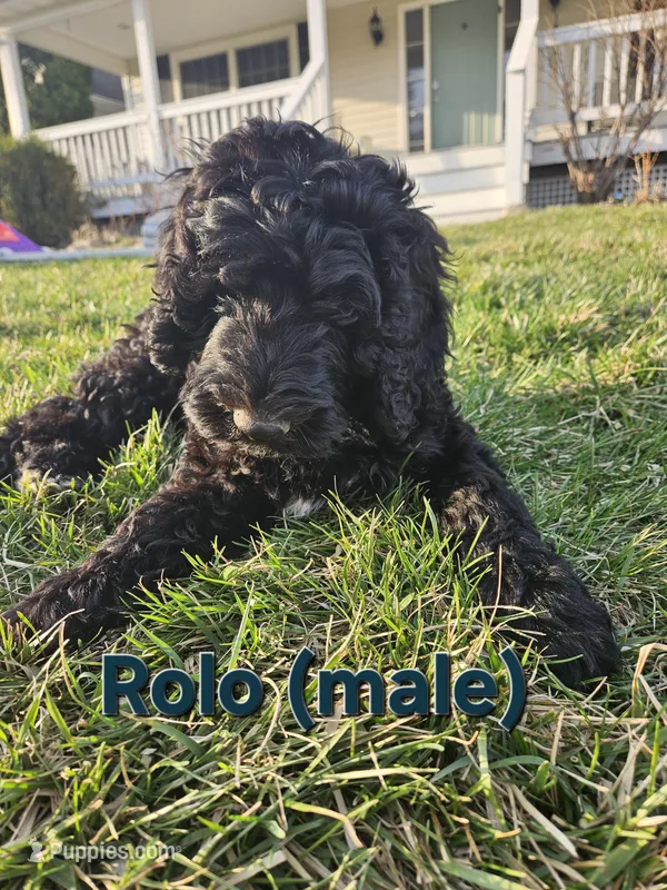 Rolo, a male Labradoodle for sale in Chelsea, MI – Photo 1 of 7