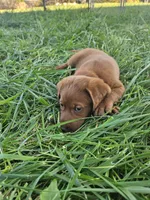 Blaze, a male Labradoodle for sale in Chelsea, MI – 3 of 9