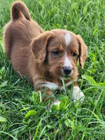 Future, a  Labradoodle for sale in Chelsea, MI – 4 of 7