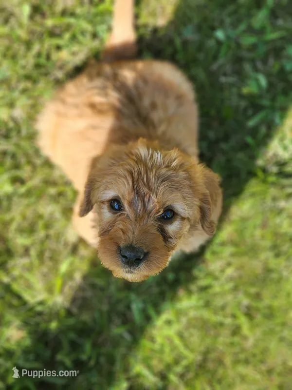 Future – Labradoodle puppy for sale in Chelsea, MI