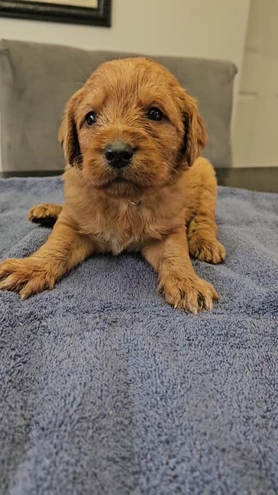 Ranger, a male Labradoodle for sale in Chelsea, MI – 8 of 9
