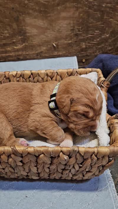 Rocky, a male Labradoodle for sale in Chelsea, MI – 5 of 5