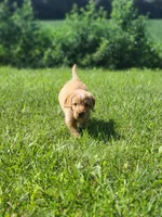 Yankee, a male Labradoodle for sale in Chelsea, MI – Photo 3 of 10