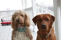 Yankee, a male Labradoodle for sale in Chelsea, MI – Photo 8 of 10