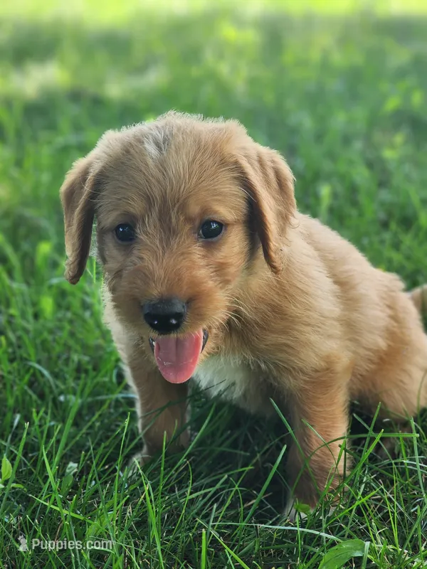 Yankee, a male Labradoodle for sale in Chelsea, MI – Photo 1 of 10