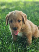 Yankee, a male Labradoodle for sale in Chelsea, MI – Photo 1 of 10
