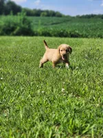 Yankee, a male Labradoodle for sale in Chelsea, MI – Photo 2 of 10