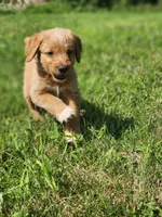 Yankee, a male Labradoodle for sale in Chelsea, MI – Photo 4 of 10