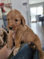 Levi, a male Labradoodle for sale in Chelsea, MI – Photo 3 of 6
